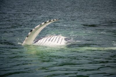 Whale Watching Adventure in Juneau - Spotting whales and more: your likely wildlife checklist