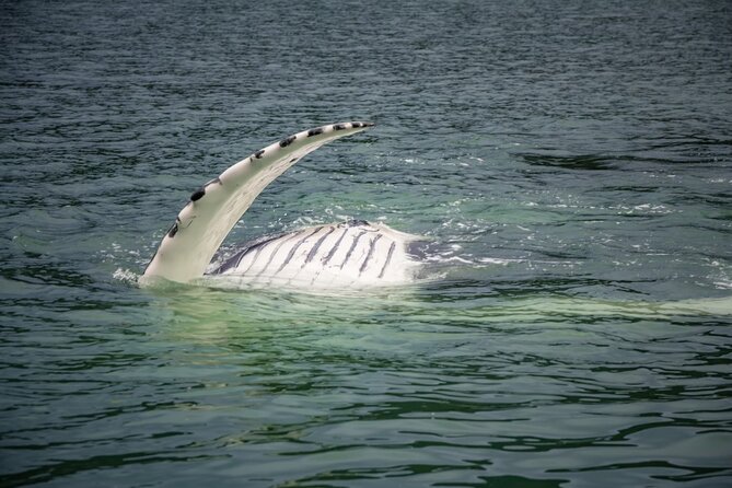 Whale Watching Adventure in Juneau - Spotting whales and more: your likely wildlife checklist