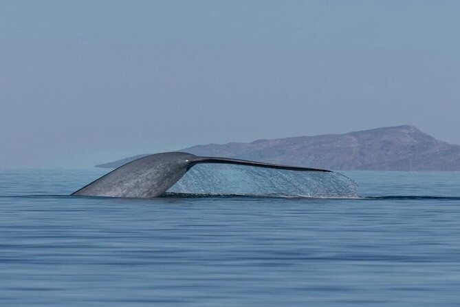 Whale Watching Adventure in Loretos Sea of Cortez - Key Points You’ll Care About
