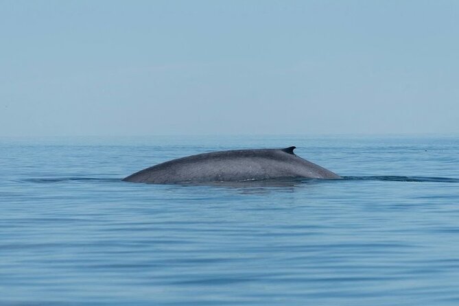 Whale Watching Adventure in Loretos Sea of Cortez - Where You Go: Bahía de Loreto National Park and the Sierra de la Giganta Setting