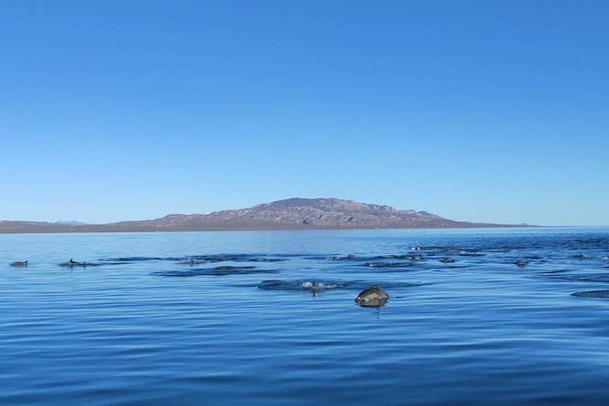 Whale Watching Adventure in Loretos Sea of Cortez - Stop in Loreto: What the Day Feels Like on the Water