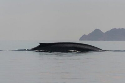 Whale Watching Adventure in Loretos Sea of Cortez - Spotting Whales the Low-Stress Way (Waiting Beats Chasing)