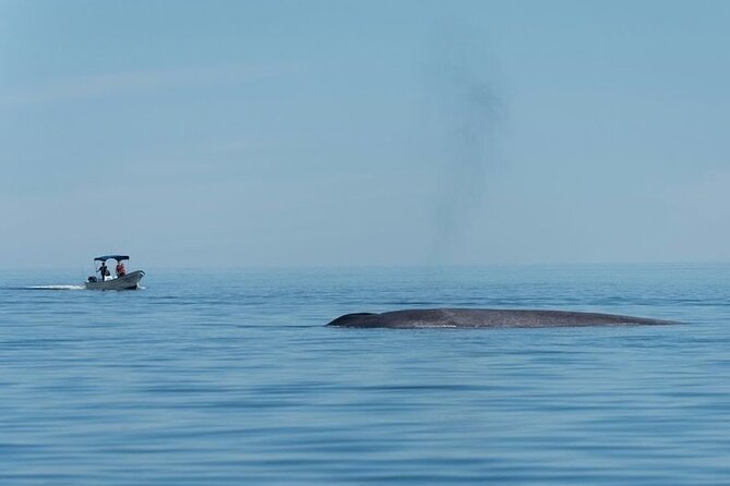 Whale Watching Adventure in Loretos Sea of Cortez - Food on a Sea Day: Ceviche, Beer, and Why It Helps