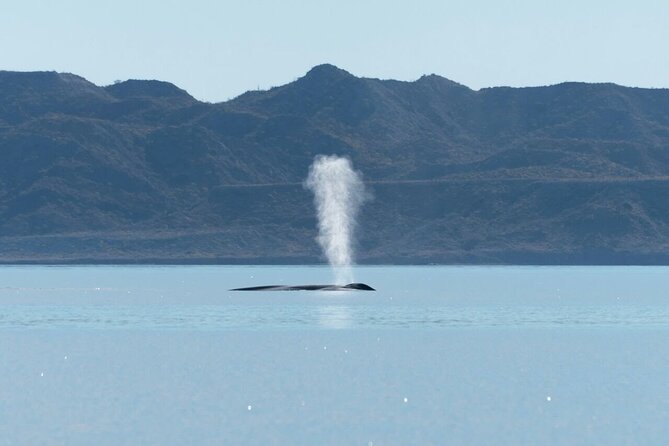 Whale Watching Adventure in Loretos Sea of Cortez - Price and Value: What $185.52 Really Buys You