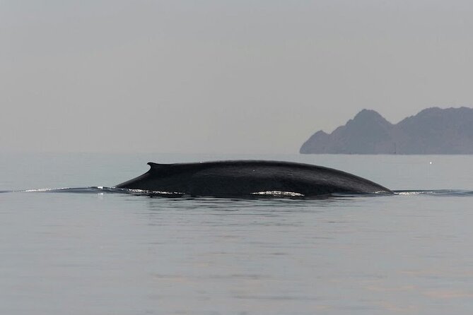 Whale Watching Adventure in Loretos Sea of Cortez - Spotting Whales the Low-Stress Way (Waiting Beats Chasing)