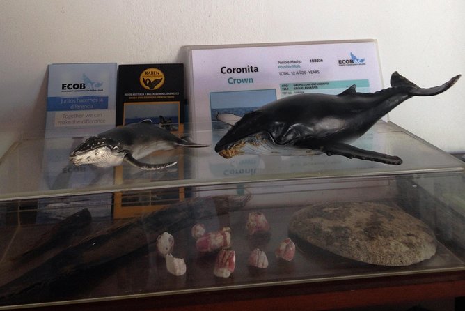 Whale Watching Adventure – Led by a Marine Biologist - Humpback Whale Basics First: The Ecotours Vallarta Briefing