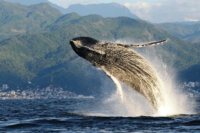 Whale Watching Adventure – Led by a Marine Biologist - Hydrophone Whale Sounds: The Part That Feels Like a Sci-Fi Documentary
