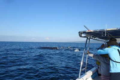 Whale Watching Adventure – Led by a Marine Biologist - Boarding in Marina Vallarta: Quick, Smooth, and Small-Group Friendly
