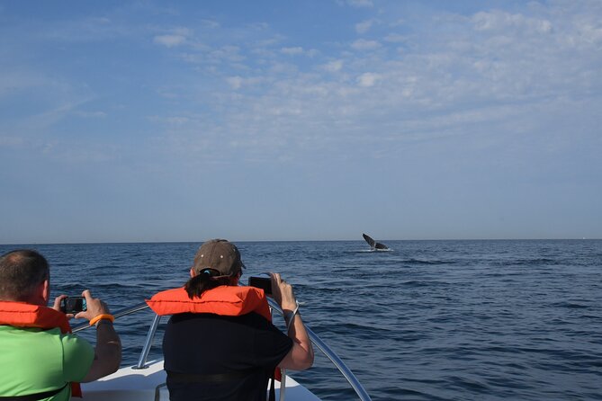 Whale Watching Adventure – Led by a Marine Biologist - What the Boat Experience Feels Like (And What to Plan For)