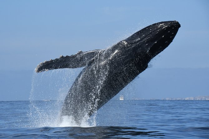 Whale Watching Adventure – Led by a Marine Biologist - Value and the Extra $5 Boarding Fee