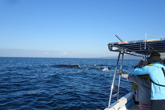 Whale Watching Adventure – Led by a Marine Biologist - Boarding in Marina Vallarta: Quick, Smooth, and Small-Group Friendly