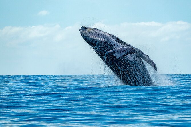 Whale Watching Adventure -Speed Boat & Small Group - A smart, scenic way to chase Hawaiian whales