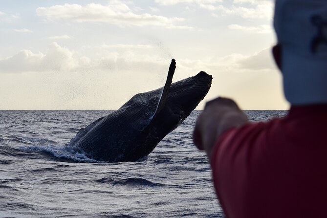 Whale Watching Adventure -Speed Boat & Small Group - Getting to the water: where this Honolulu trip starts