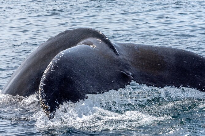 Whale Watching Adventure -Speed Boat & Small Group - What it’s like on quieter days (and why you still may enjoy it)