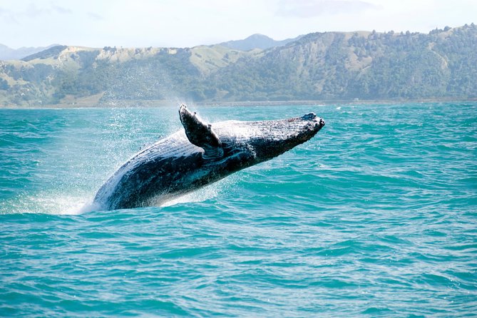 Whale Watching and Bacardi Island day trip from Punta Cana - Key things to know before you go