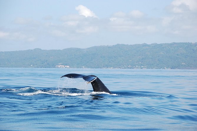 Whale Watching and Bacardi Island day trip from Punta Cana - Whale Watching From Punta Cana: The Samana Bay Catamaran Setup