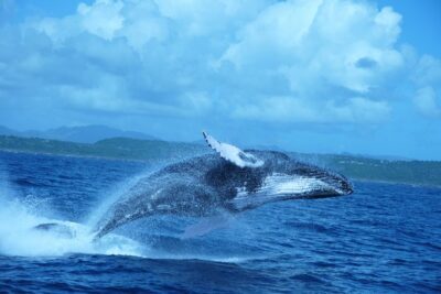 Whale Watching and Bacardi Island day trip from Punta Cana - How the Whale Spotting Works (and What to Do With Your Eyes)