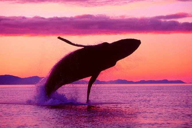 Whale Watching and Bacardi Island day trip from Punta Cana - On-Boat Comfort: Water, Beer, and the Real Meaning of Included Drinks
