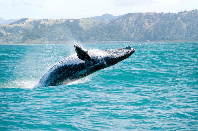 Whale Watching and Bacardi Island day trip from Punta Cana - Who This Tour Fits Best (and Who Should Skip It)