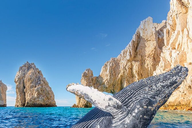 Whale Watching and Cabo San Lucas Arch - Key Points to Know Before You Go