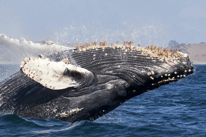 Whale Watching and Cabo San Lucas Arch - Why This Cabo Boat Trip Hits Two Icons Fast