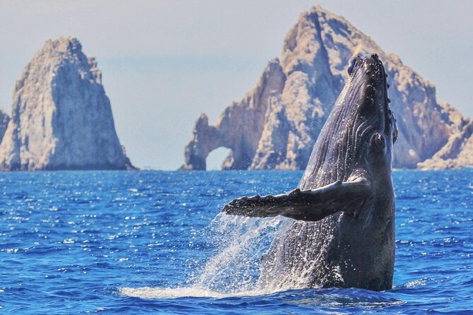 Whale Watching and Cabo San Lucas Arch - Sea of Cortez Time: That 45 Minutes (and How It Can Feel Different)