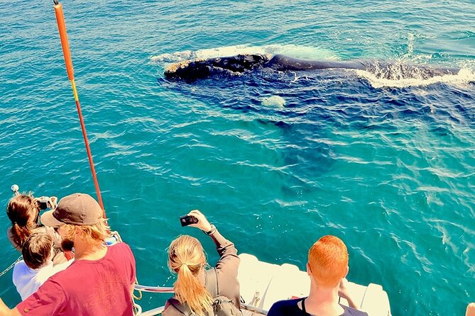Whale Watching and Cabo San Lucas Arch - Meeting at Gregory Tours Marina and What to Expect Onboard