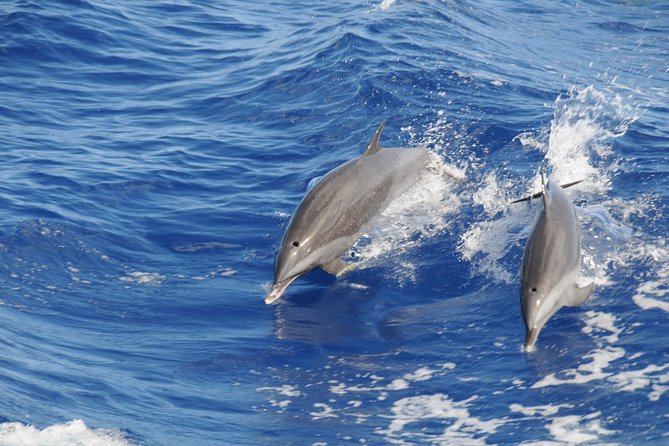 Whale Watching and Dolphin Spotting Cruise - North Island pickup, pier meet-up, and what your morning really feels like