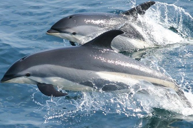 Whale Watching and Dolphin Spotting Cruise - What you might spot off St Lucia’s North Island