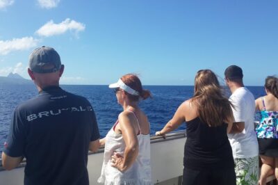 Whale Watching and Dolphin Spotting Cruise - How the 3-hour whale and dolphin search works