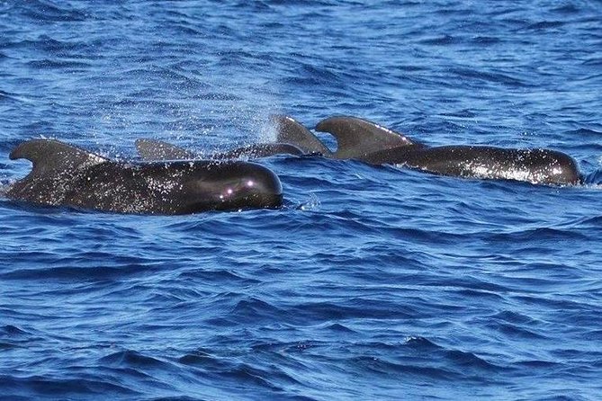 Whale Watching and Dolphin Spotting Cruise - North Island coast photo strategy: how to get your best shots
