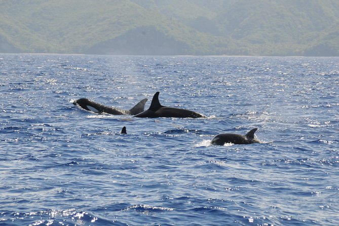 Whale Watching and Dolphin Spotting Cruise - Price and value: does $88 make sense for a 3-hour cruise?