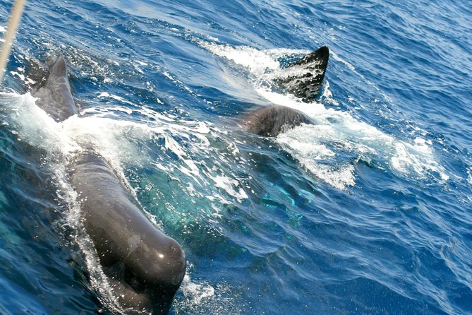 Whale Watching and Dolphin Spotting Cruise - Who this cruise is best for
