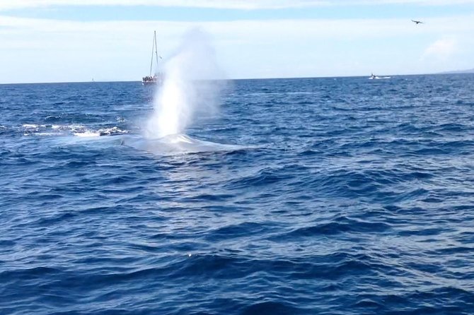 Whale Watching and Fishing Combination Excursions - The Fishing Half: Reef or Kelp Bed, Gear Included