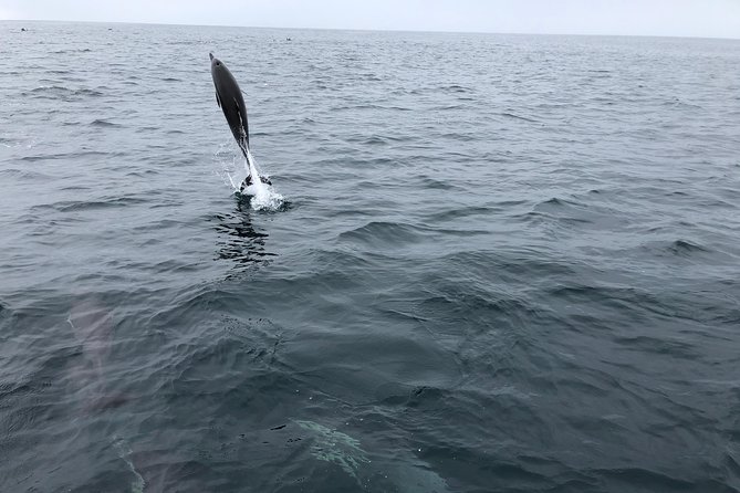 Whale Watching and Fishing Combination Excursions - Small Group Energy and the Private Boat Option