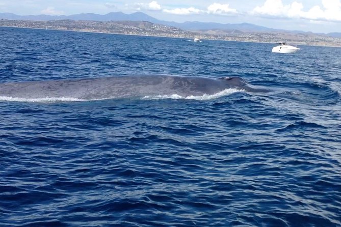 Whale Watching and Fishing Combination Excursions - It’s 3 Hours Total: How to Plan Your Day
