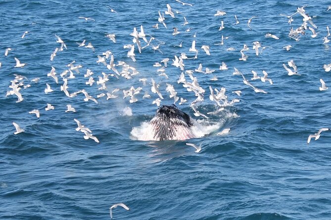 Whale Watching And Fly Over Iceland Guided Tour - The Boat Experience: indoor cabins, Wi‑Fi, and seasickness support