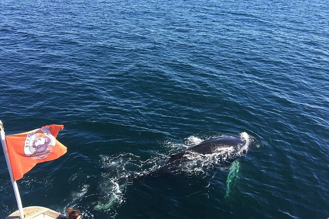 Whale Watching And Fly Over Iceland Guided Tour - FlyOver Iceland: a 360° simulated flight with wind and scents