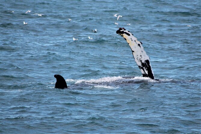 Whale Watching And Fly Over Iceland Guided Tour - Value for $146: what you’re really getting