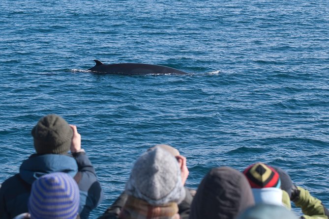 Whale Watching and Golden Circle Tour from Reykjavik - Key highlights worth planning around