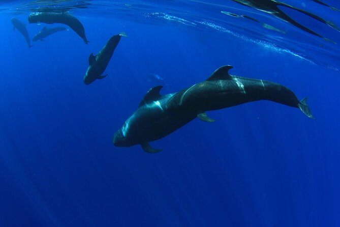 Whale Watching and Listening Eco Catamaran Tour with Food Tasting - Comfort, Crowd Levels, and Where You’ll Feel It