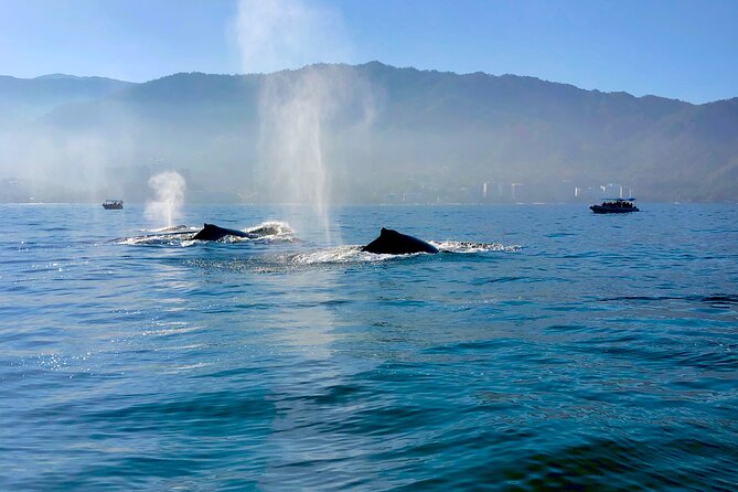 Whale Watching and Los Arcos 5 Islands Adventure - Should You Book This Whale Watching and Los Arcos Tour?