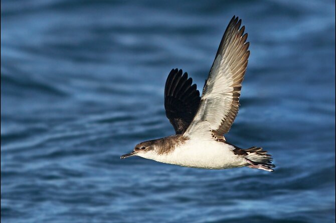Whale Watching and Marine Life Tour in Reykjavik - Engey, Lundey (Puffin Island), and Viðey: islands you’ll pass for good reasons