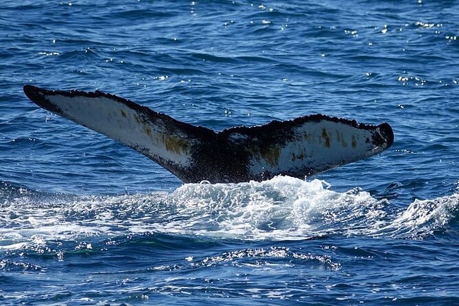 Whale Watching and Marine Life Tour in Reykjavik - How the guide work helps you actually see whales