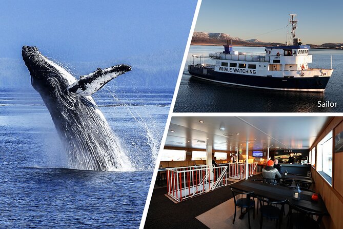 Whale Watching and Marine Life Tour in Reykjavik - Boat comfort, weather, and how to dress like a local