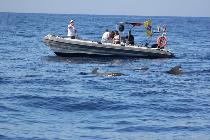 Whale Watching and Marine Science Tour - Price and value for a 2.5-hour Tenerife tour