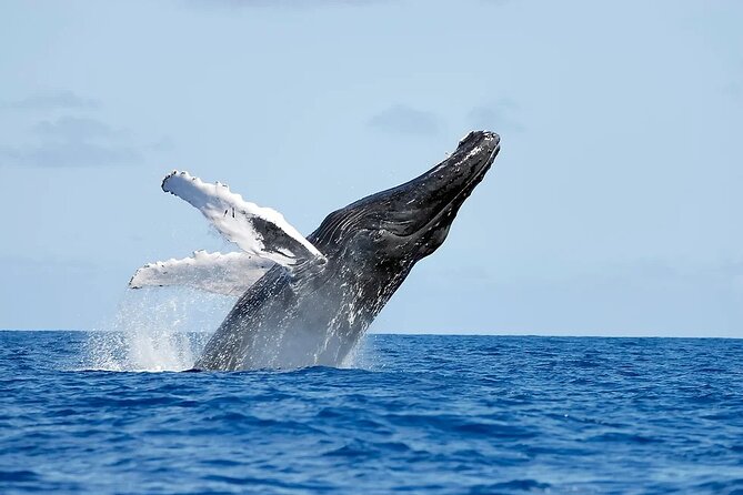 Whale watching and Montana Redonda - Key highlights you’ll care about
