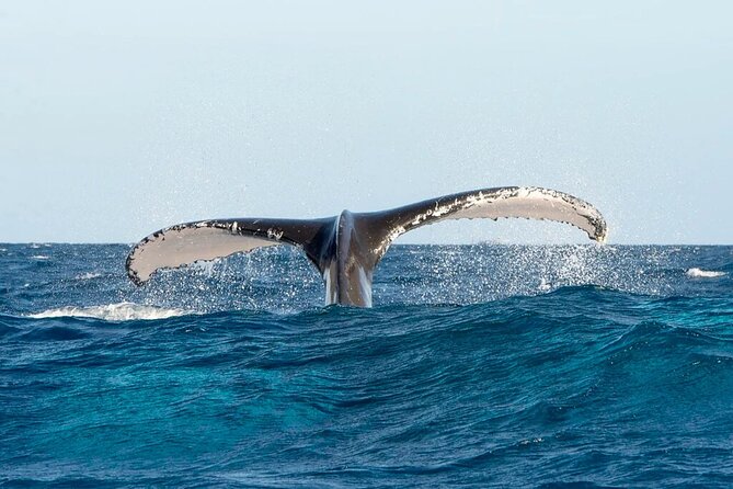 Whale watching and Montana Redonda - The whale watching portion: what you can actually expect