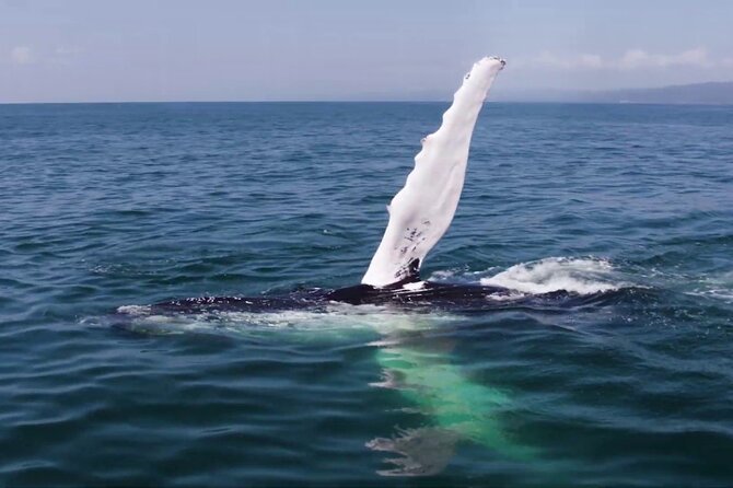 Whale watching and Montana Redonda - Back on land: the Miches lunch break that keeps things real