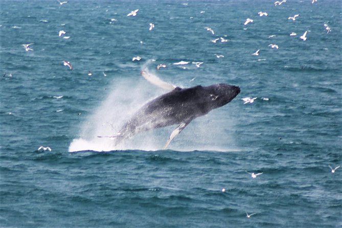 Whale Watching and Northern Lights Half-Day Combo Tour - How the crew finds the action (and what you should listen for)